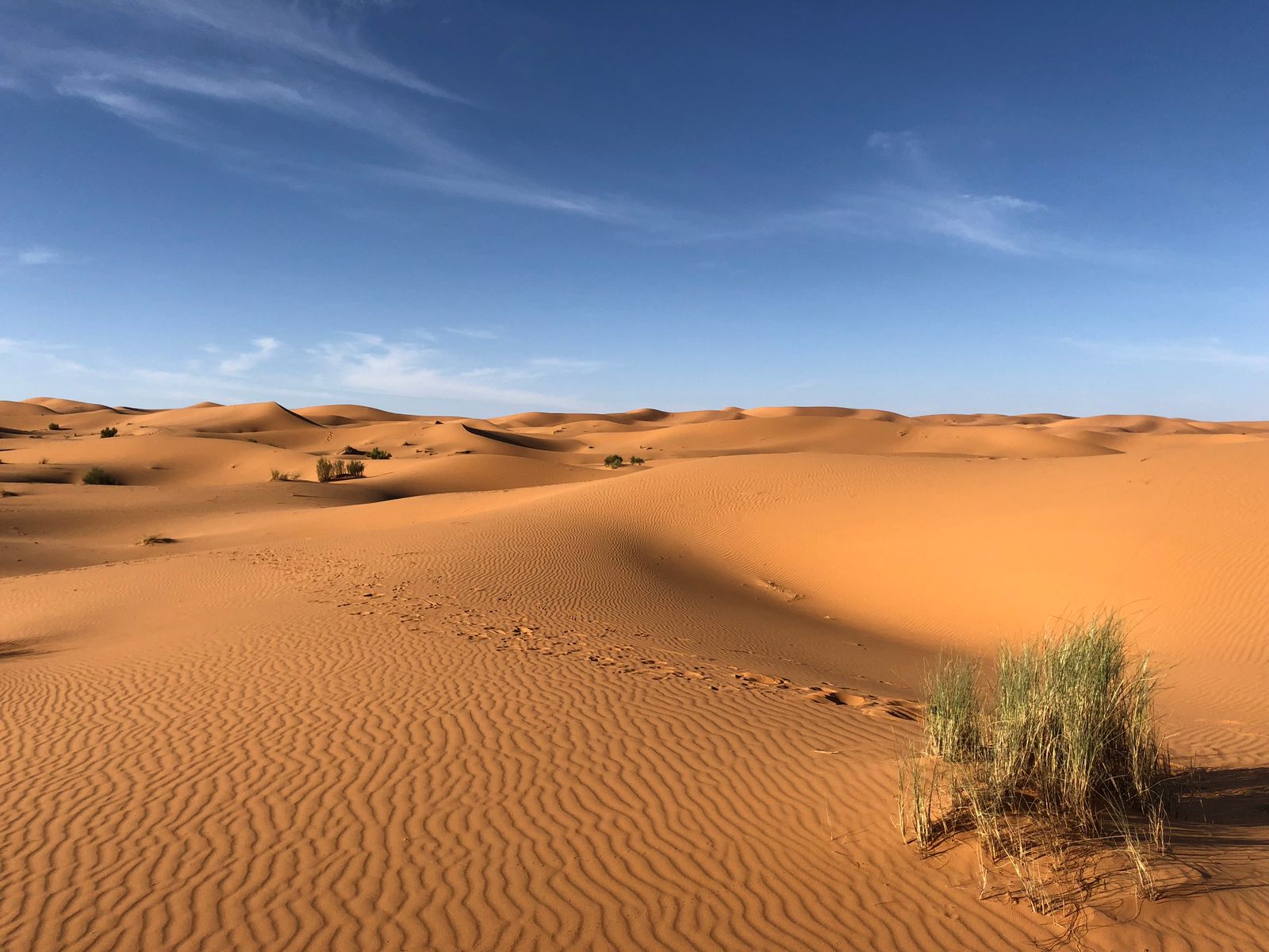 Golden desert dunes